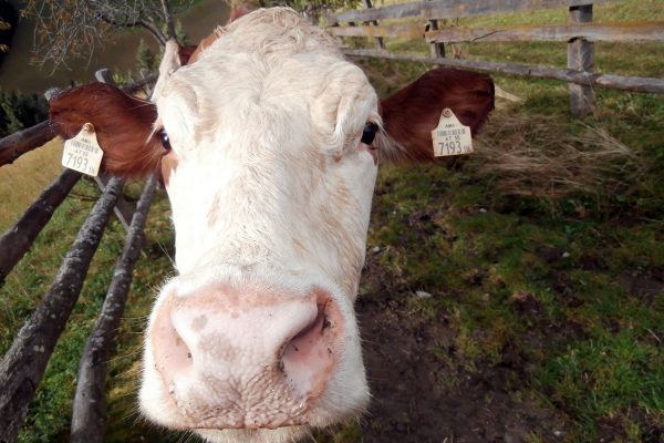 Am Richlegghof in Filzmoos wird Milch- und Forstwirtschaft betrieben