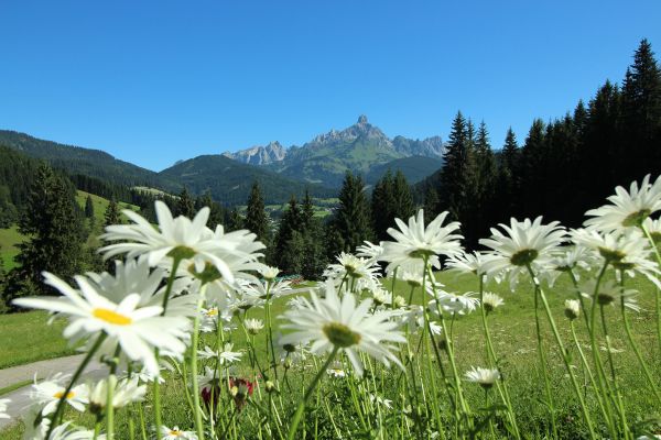 Appartements mit Aussicht am Richlegghof in Filzmoos