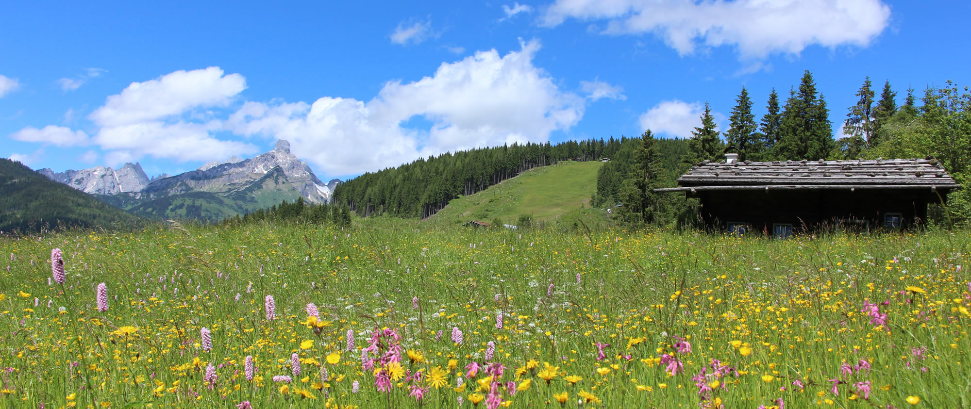 Wunderbarer Bauernhofurlaub am Richlegghof in FIlzmoos