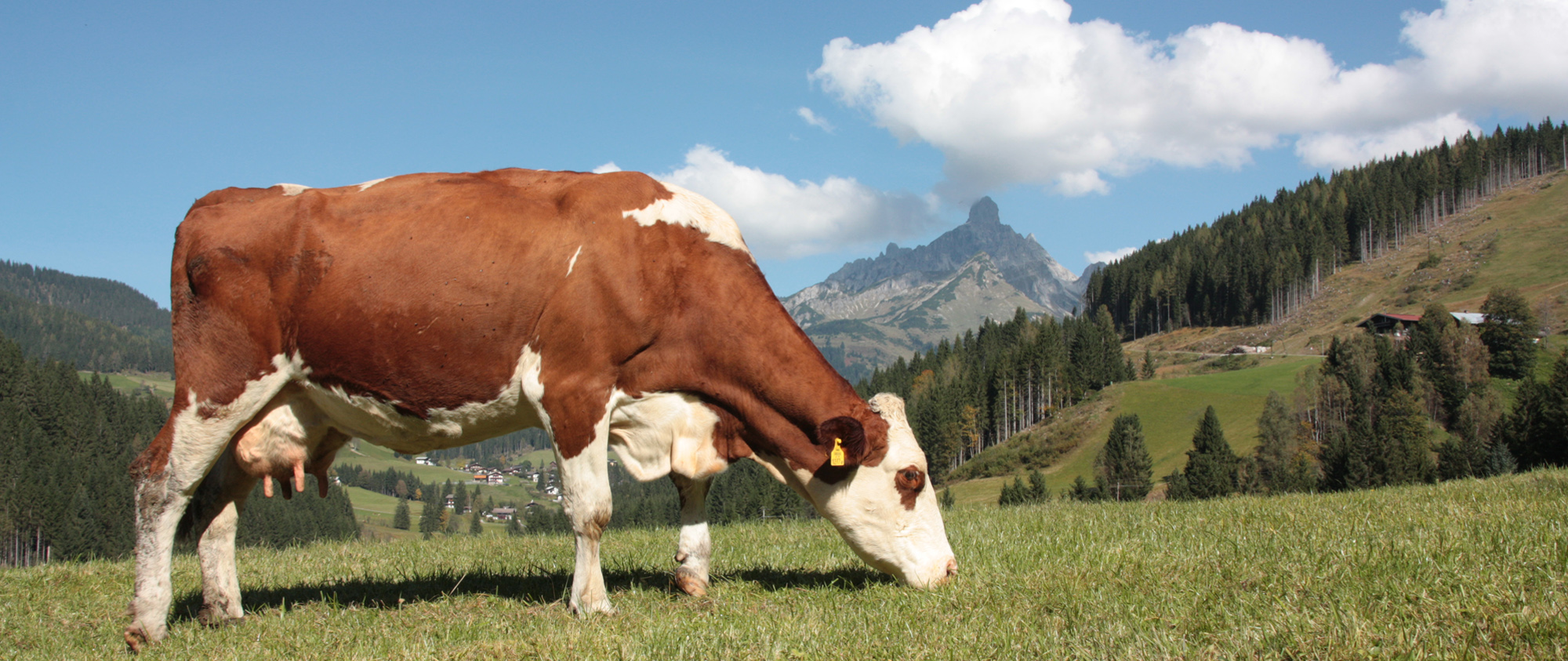 Urlaub am Bauernhof in Filzmoos im Salzburger Land